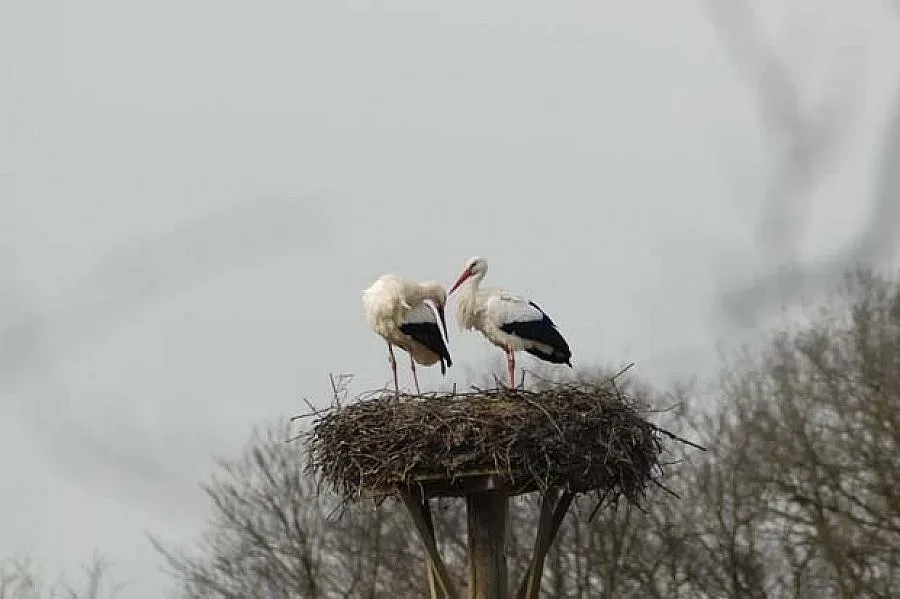 Чудо в Чудомир: Щъркели кацнаха посред зима