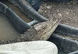 Крокодилът Кроки върна спомени за Иво Карамански