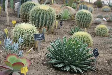 Село иска празник на кактусите