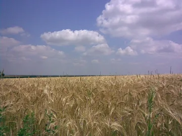 Житото удари 500 лв. за тон