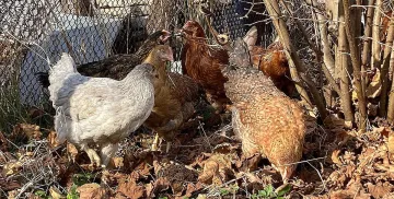 За кокошка няма прошка! Кьовеши погна наш фермер за голяма измама