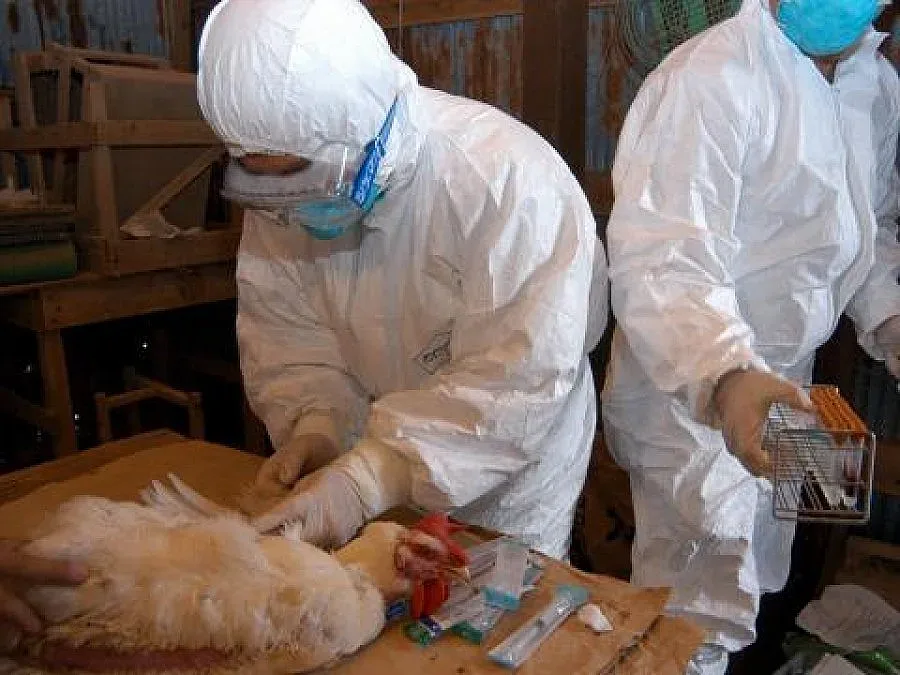 Пламна нов вирус на птичия грип 