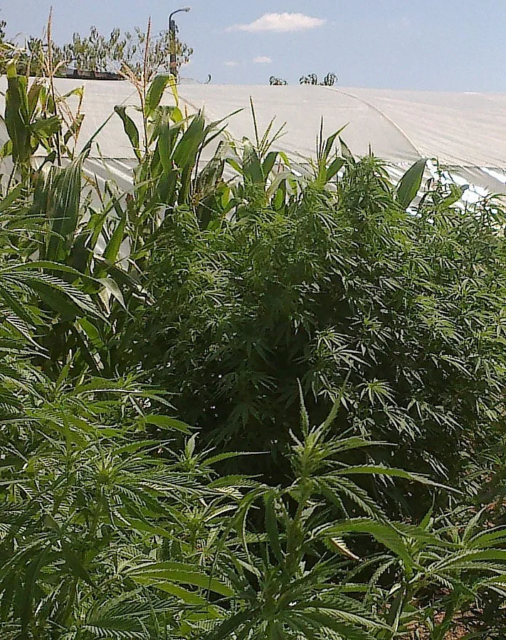 И Колорадо разреши марихуаната