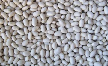 Аржентински боб тормози бедните