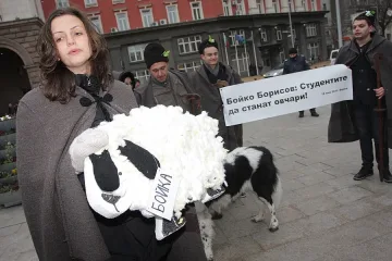 Разходиха овцата Бойка на Дондуков1