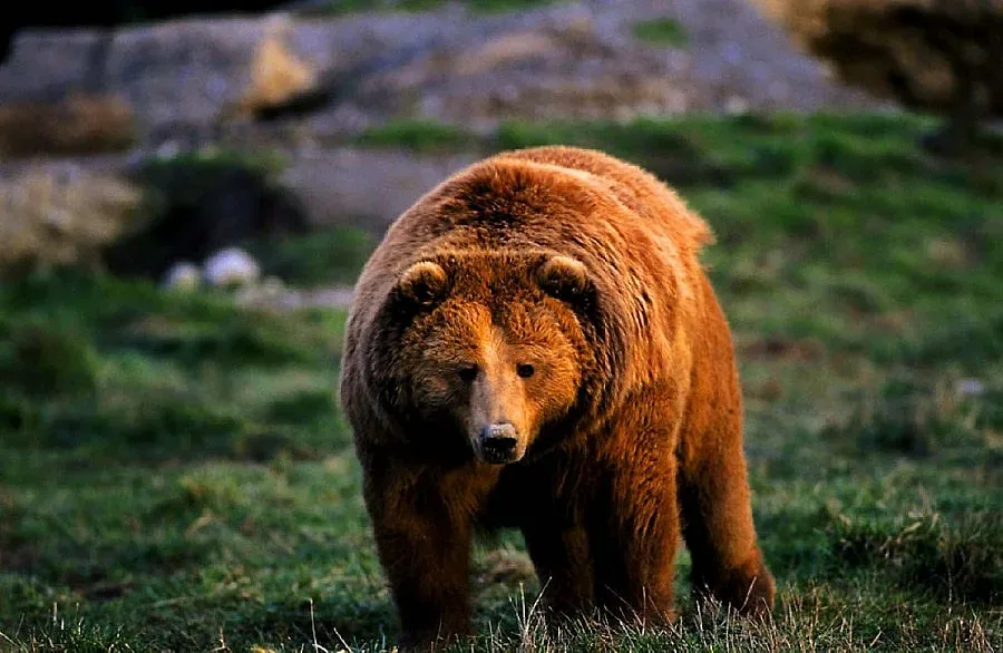 Осъдиха крадлива мечка