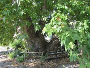 Старият чинар на Охрид се скърши