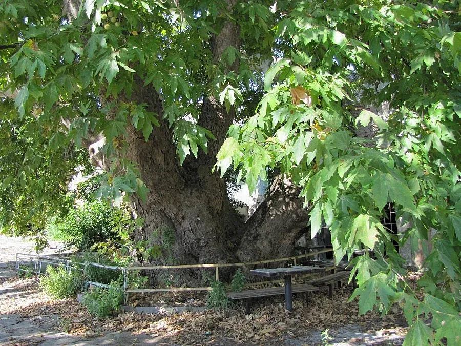 Старият чинар на Охрид се скърши