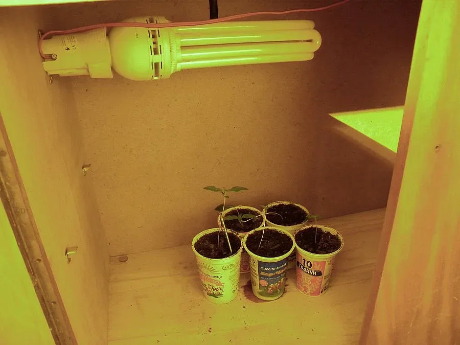 Мъж превърна къщата си в оранжерия за канабис