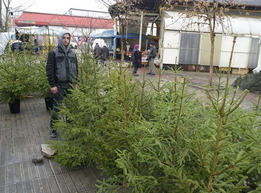 Секат 50 000 елхи за Коледа