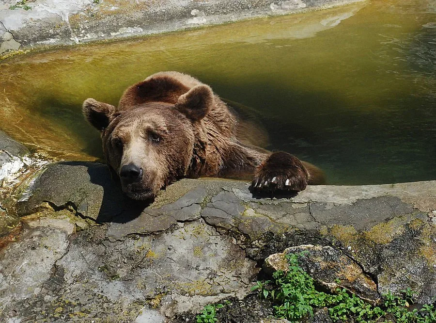 Депутатите забраниха огъня по мечки