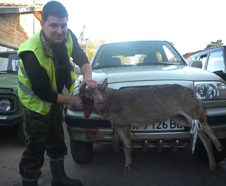 Авджия застреля вълчица край Устрем