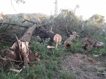 Дърво премаза мъж при сеч