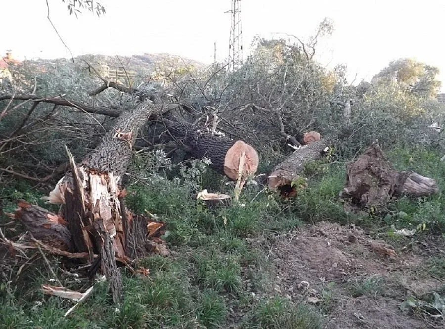 Дърво премаза мъж при сеч