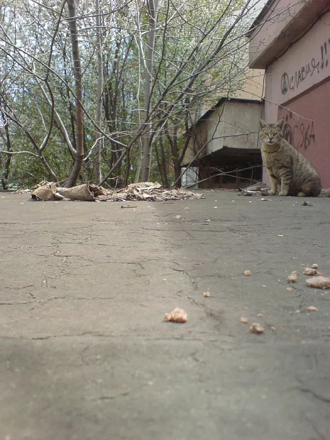 Котка остави 200 без ток