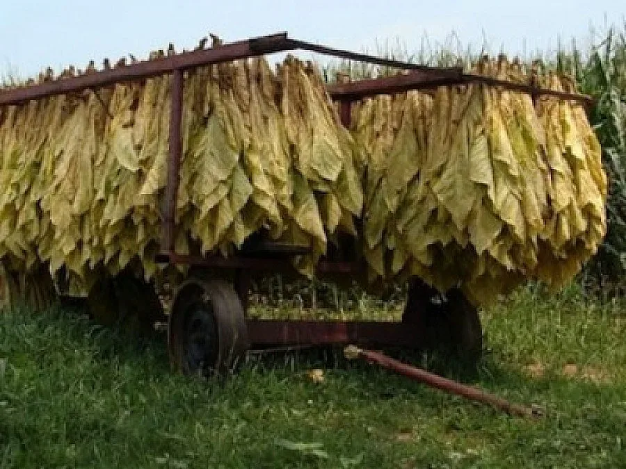 Депутат от ГЕРБ : БСП и ДПС саботират изкупуването на тютюна