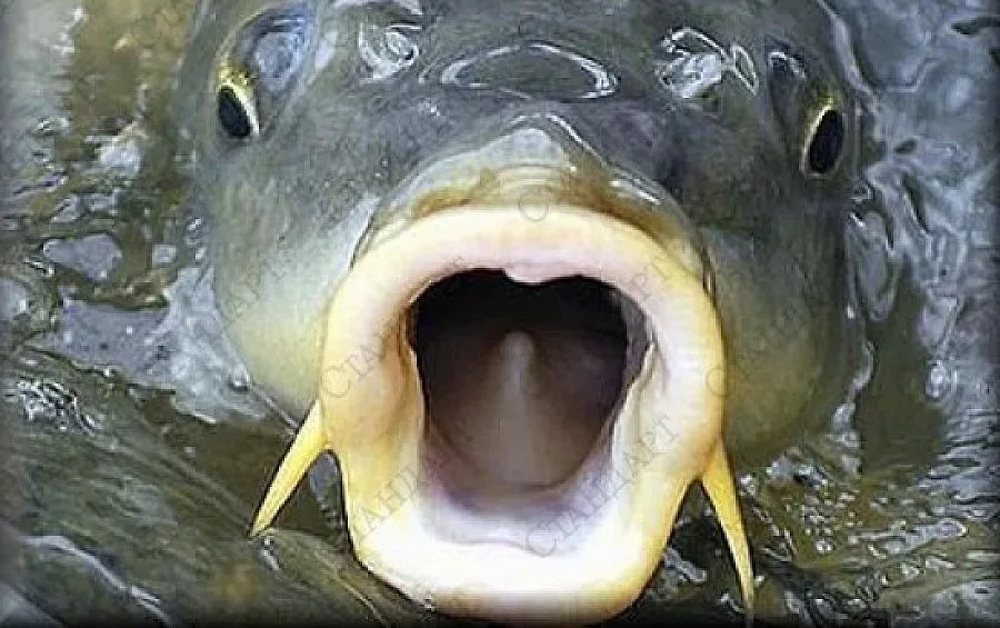 Пращаме шарани на румънците