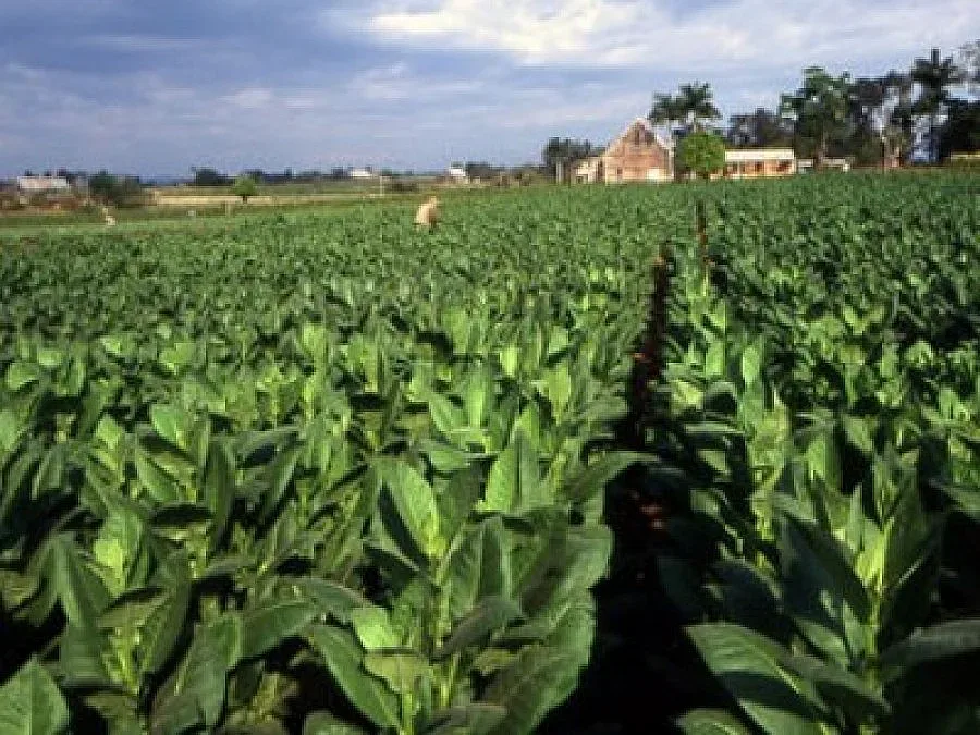Гърци вдигат цената на тютюна