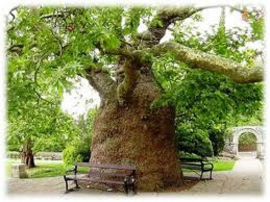 Нови чинари на всеки булевард