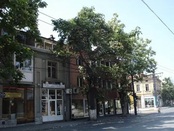 Дървета растат и след секирата