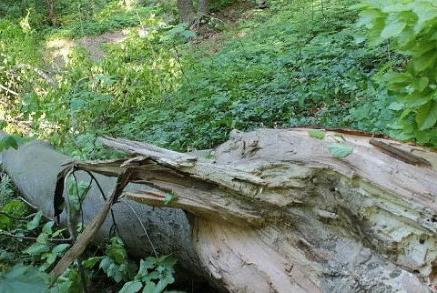 Дърво премаза жена на 11.11.