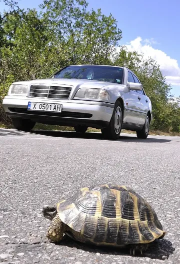 Футболен бос тъгува по костенурка