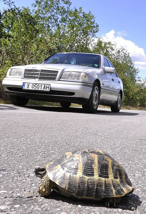 Футболен бос тъгува по костенурка
