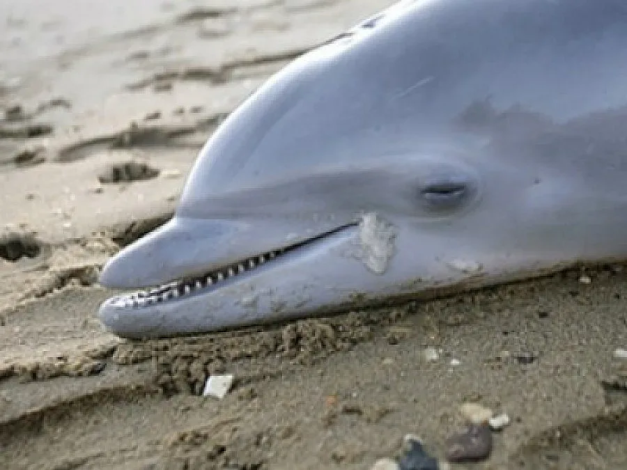 Масово самоубийство на делфини