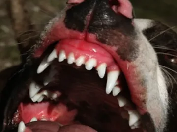 Кучета изядоха хлапе в зоопарк