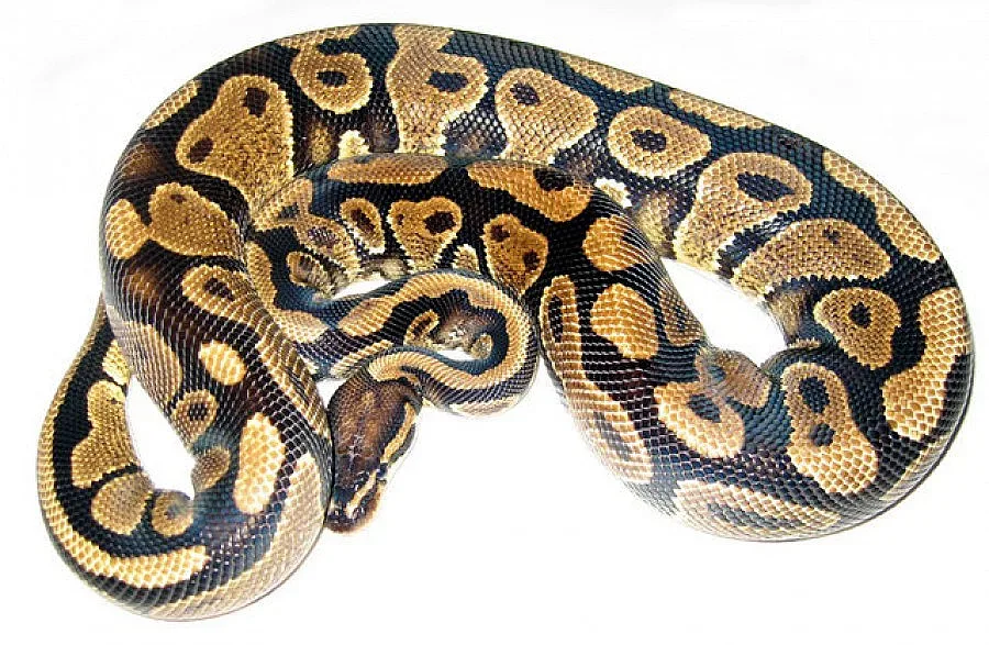 Американец преби гаджето си с питон