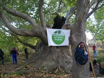 Спасяват многовековен чинар