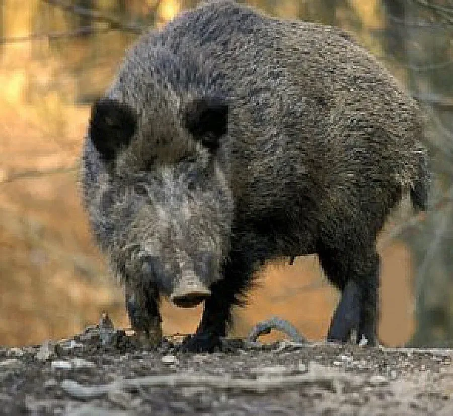 Ранен глиган прободе авджия