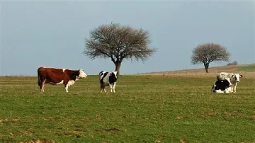 Опасните афлатоксини засечени в 5 села
