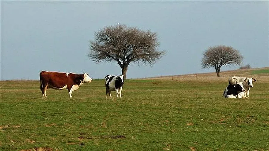 Опасните афлатоксини засечени в 5 села