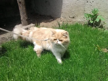 Такса „котка” плащат във Варна