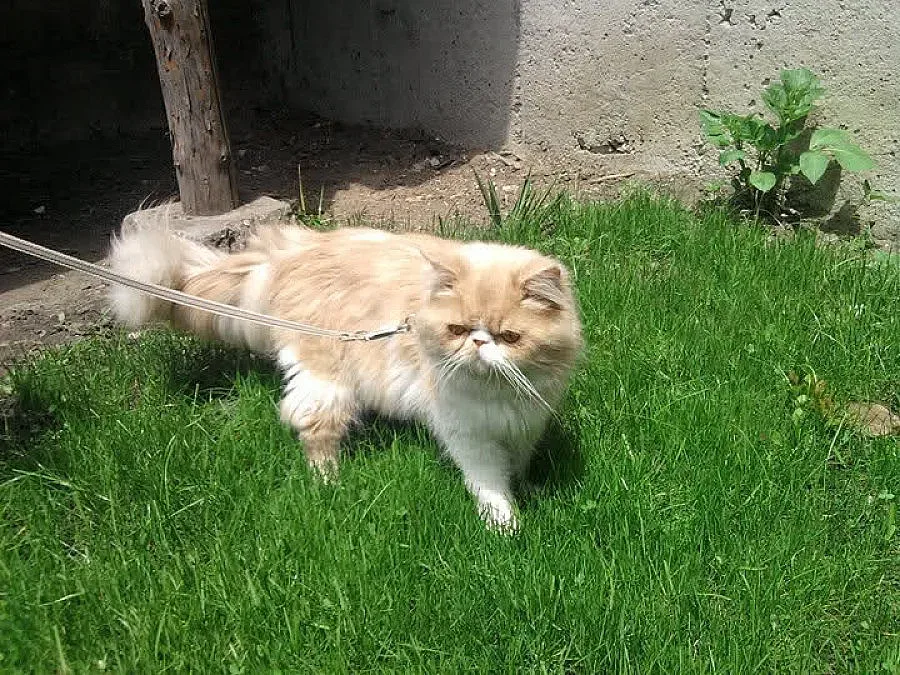 Такса „котка” плащат във Варна