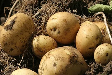 Картофен сървайвър