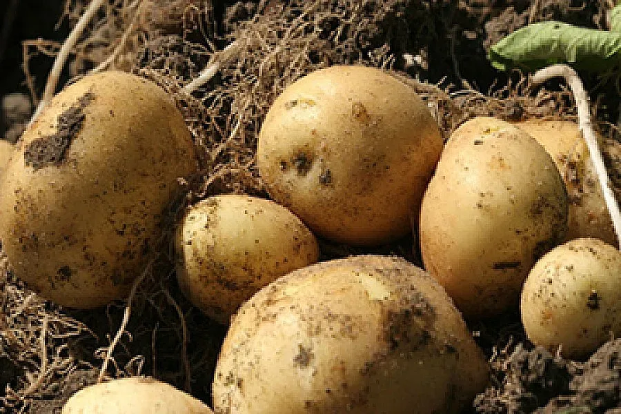 Картофен сървайвър