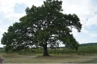 Берковица клика за дъба на Радичков