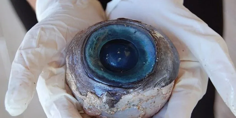 Огромно око изплува край Флорида