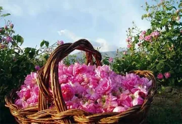 Изнасяме розово масло за Индия