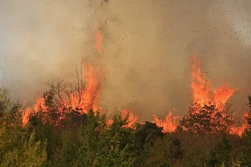 Пастир подпалил 550 дка