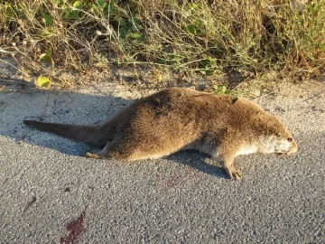 Шофьори трепят видри на пътя