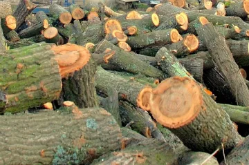 Антимафиоти закопчаха горски в Балкана