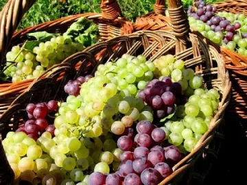 Лозари продават грозде с 30-40% по-скъпо от 2011 г.