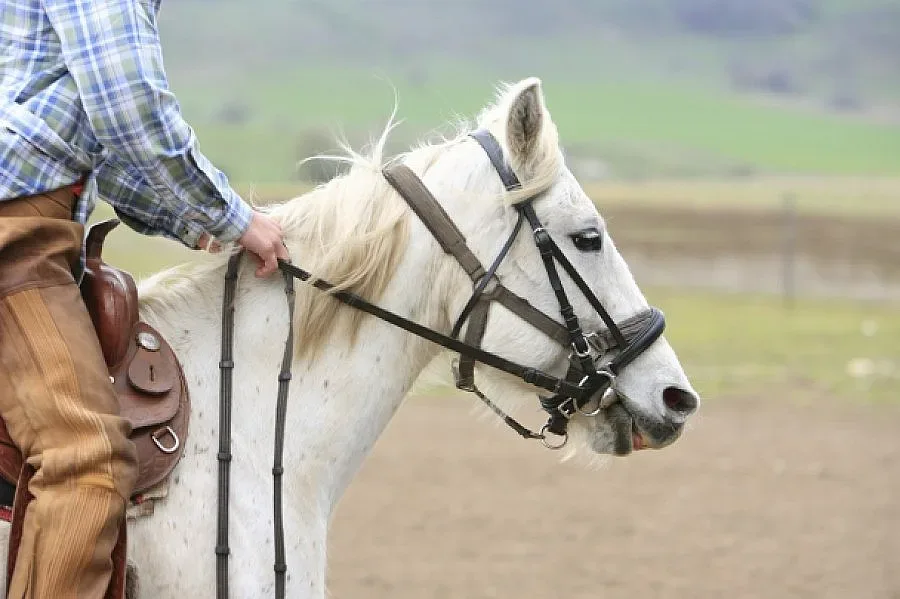 Тийнейджър избяга на бял кон от интернат