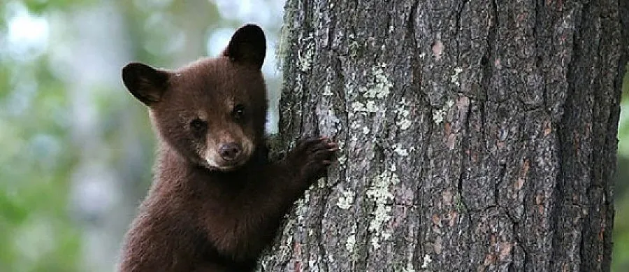 БСП се подсилва с мече