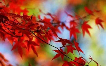 Октомври тръгва с циганско лято