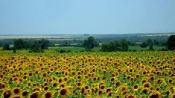 Откриха скелет в слънчогледова нива