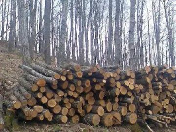 Фалшиви списъци огряха петричани с евтини дърва